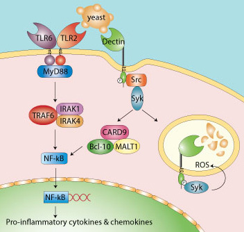 syk signaling