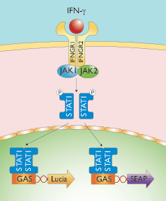 interferon gamma pathway