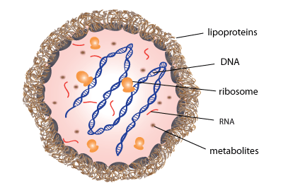 Cell Host