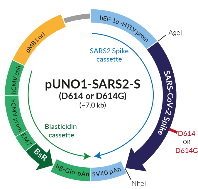 Spike SARS CoV 2 Plasmids InvivoGen