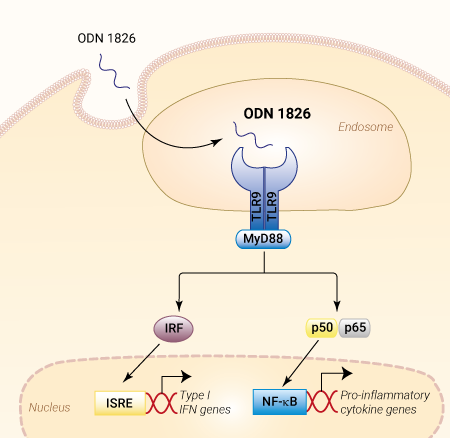 CpG ODN 1826 Cell Culture Tested MTLR9 Ligand InvivoGen