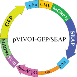 pVIVO1-GFP/SEAP Map