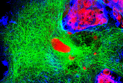 InvivoGen's Cell lines