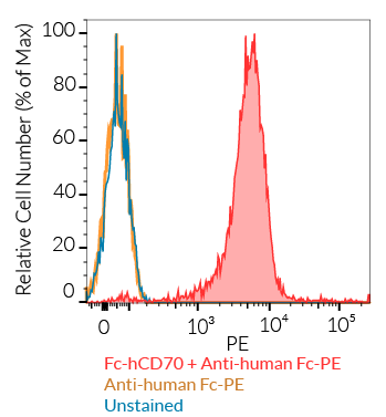 Cell surface staining using Fc-hCD70