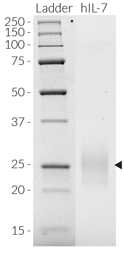 Detection by SDS-PAGE