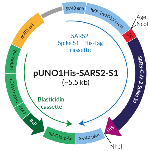 Schematic of pUNO1His-SARS2-S1 His-tagged production vector