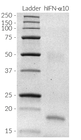 Human IFN-α10 SDS-PAGE analysis