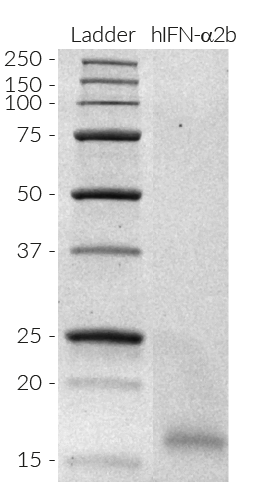 Human IFN-α2b SDS-PAGE analysis