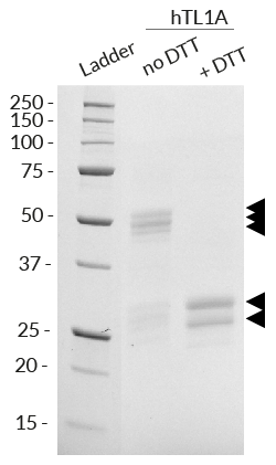 Detection by SDS-PAGE