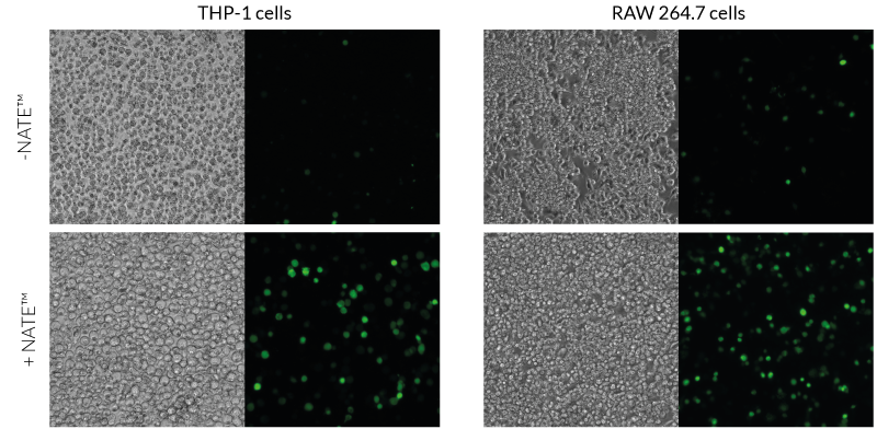 Greater transient transfection efficiency (microscopy)