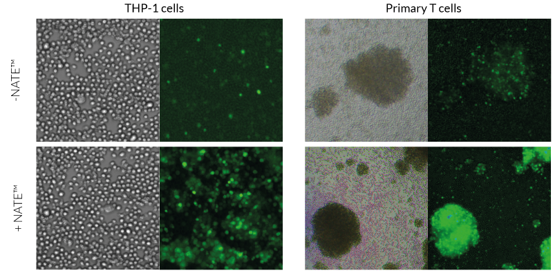 Greater transduction efficiency (microscopy)