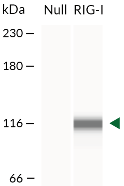 Validation of RIG-I expression (Western blot)