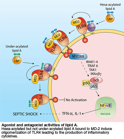 Agonist and antagonist activities of Lipid A
