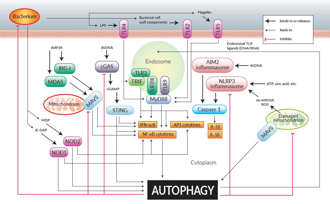 invivogen-autophagy