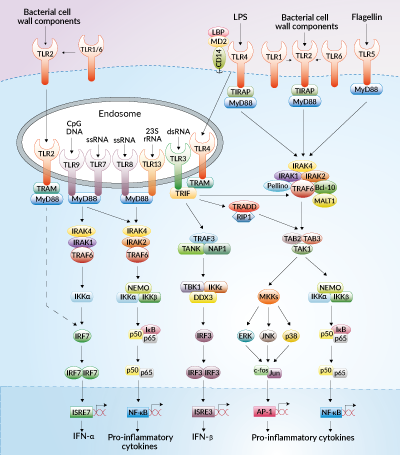 TLR signaling pathways