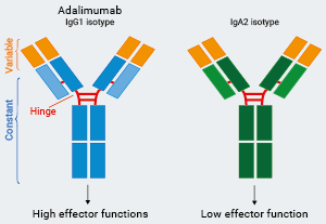 Adalimumab Biosimilar Isotypes