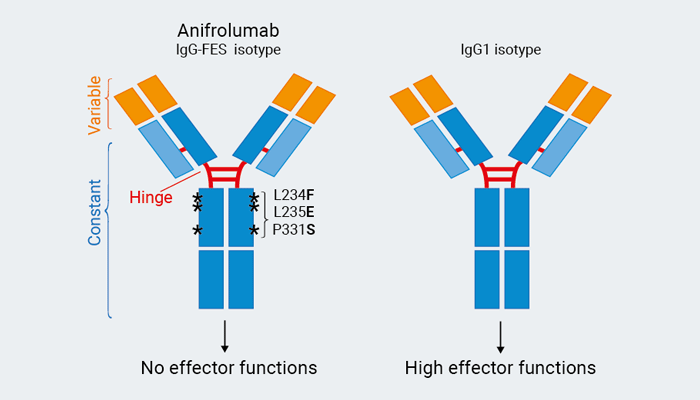 Anifrolumab Biosimilar Isotypes