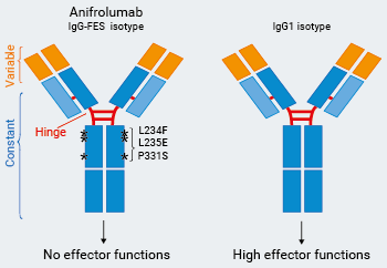 Anifrolumab Biosimilar Isotypes