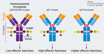 Pembrolizumab and Nivolumab Biosimilar Isotypes