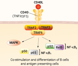 CD40L signaling and biological functions