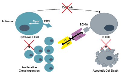 Anti-hBCMA-βGal binds to hBMCA on B cells but not to hCD3 on T cells