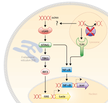 Signaling pathways in THP1-Dual™ KO-DNase2 Cells