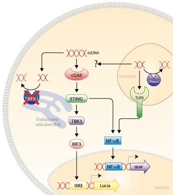 Signaling pathways in THP1-Dual™ KO-TREX1 Cells