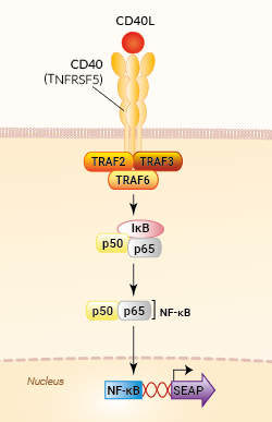 Signaling pathway in HEK-Blue™ CD40L cells