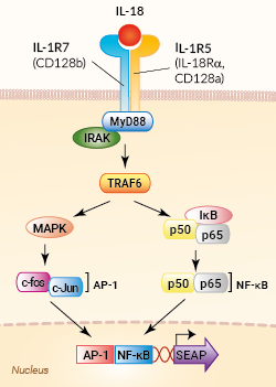 Signaling pathway in HEK-Blue™ IL-18 cells