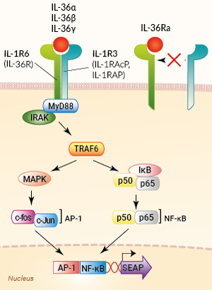 Signaling pathway in HEK-Blue™ IL-36 cells