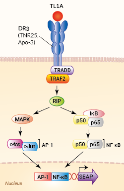 Signaling pathway in HEK-Blue™ TL1A cells