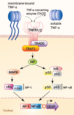 Signaling pathway in HEK-Blue™ TNF-α cells