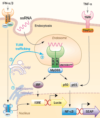 Signaling pathways in HEK-Dual™ hTLR7 cells
