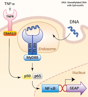 Signaling pathways in HEK-Blue™ mTLR9 cells