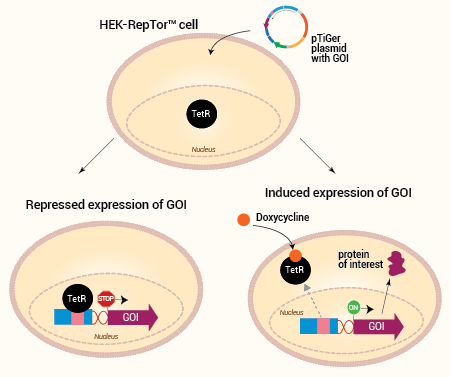 Inducible gene expression in HEK-RepTor™ cells