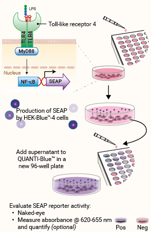 Principle of Endotoxin detection assay