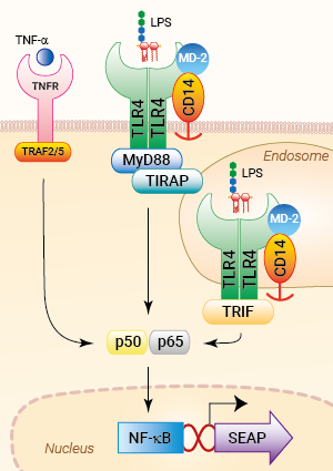Signaling pathways in HEK-Blue™ mTLR4 cells