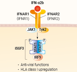 IFN-α2b signaling and biological functions