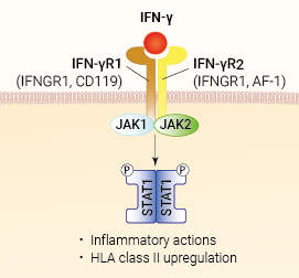 IFN-γ signaling and biological functions