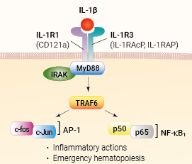 IL-1β signaling and biological functions