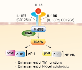 IL-18 signaling and biological functions