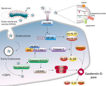 E. coli OMV | Casp 11-4/5 Inflammasome | InvivoGen