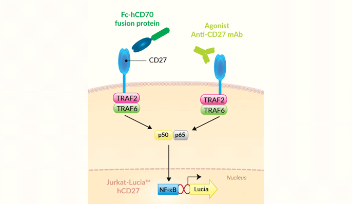 Principle of CD27 cellular assay