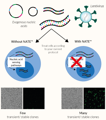 NATE™ - Nucleic Acid Transfection/Transduction Enhancer