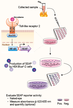 Principle of mycoplasma detection assay