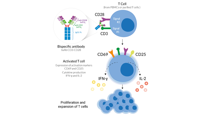 Bispecific antibody CD3-CD28 for T cell expansion