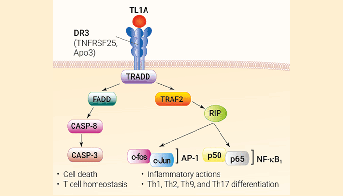 TL1A signaling and biological functions