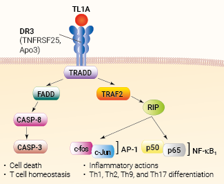 TL1A signaling and biological functions