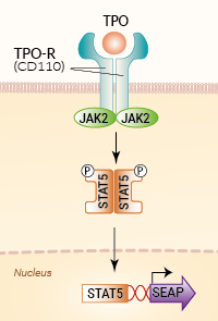 Signaling pathway in HEK-Blue™ TPO cells