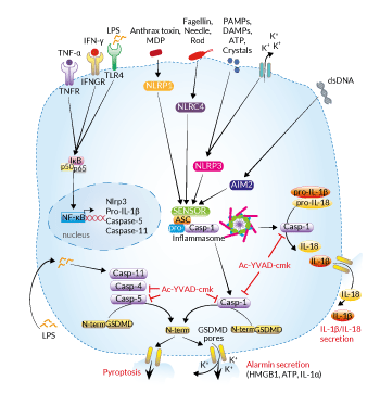 Inhibition of caspase signaling by Ac-YVAD-cmk